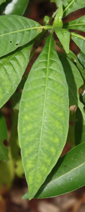 Psychotria tenuifolia