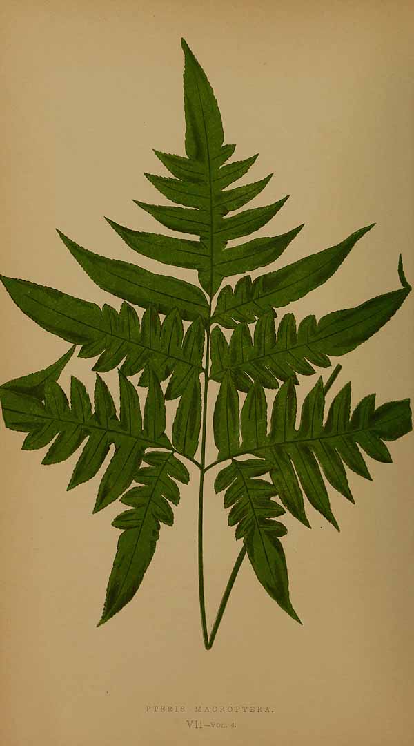 Pteris altissima