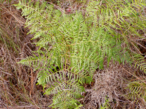 Pteridium caudatum