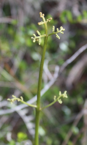 Pteridium caudatum