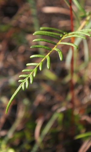 Pteridium caudatum