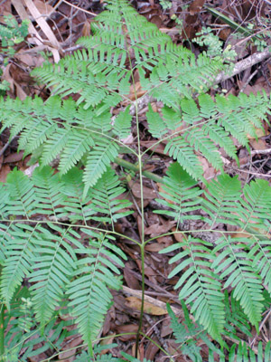 Pteridium pseudocaudatum