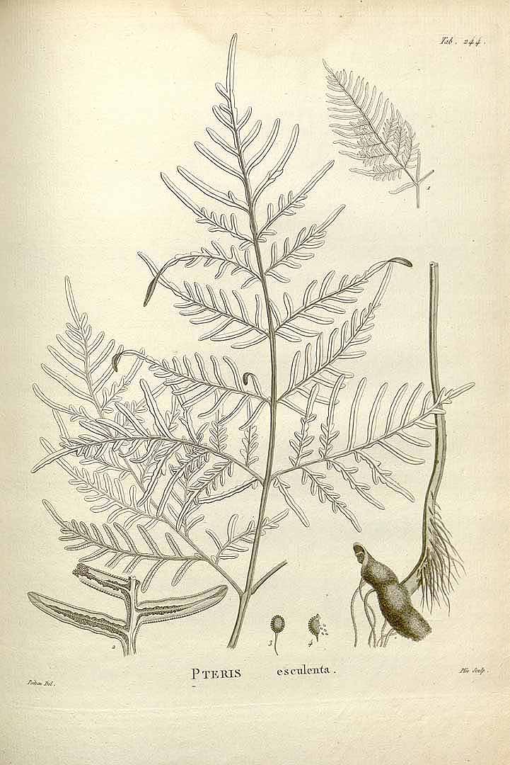 Pteridium arachnoideum