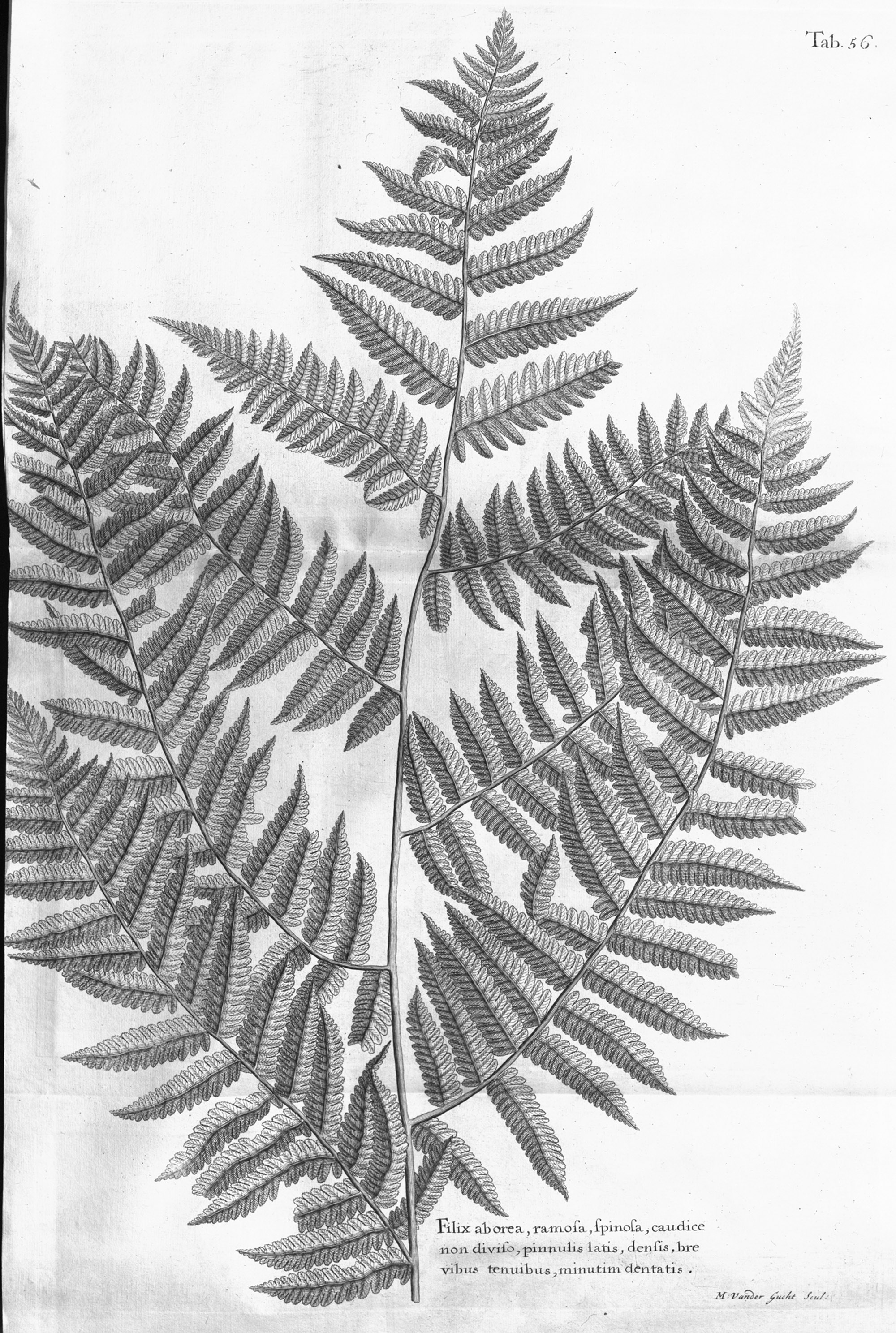 Pteris arborea