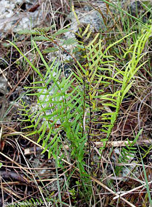 Pteris bahamensis