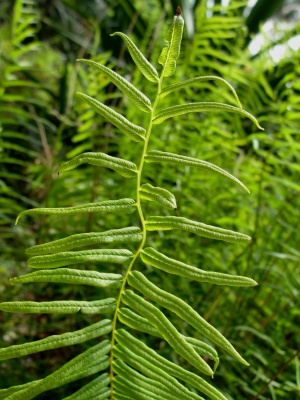 Pteris bahamensis