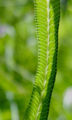 Pteris bahamensis