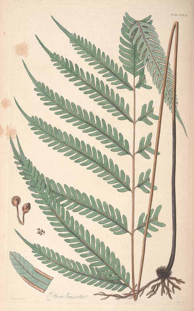 Pteris biaurita