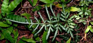 Pteris cretica