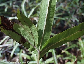 Pteris cretica