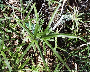 Pteris cretica