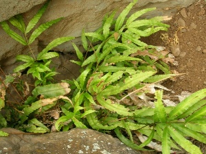 Pteris cretica