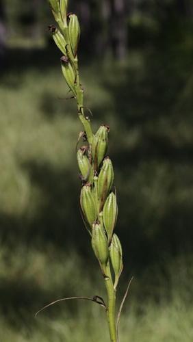 Pteroglossaspis ecristata