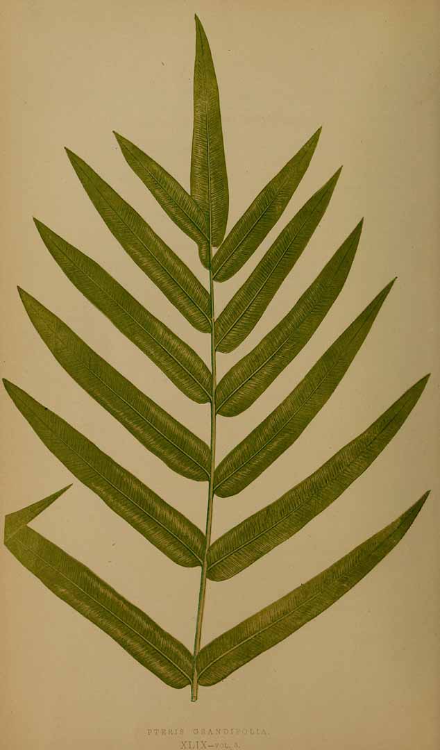 Pteris grandifolia