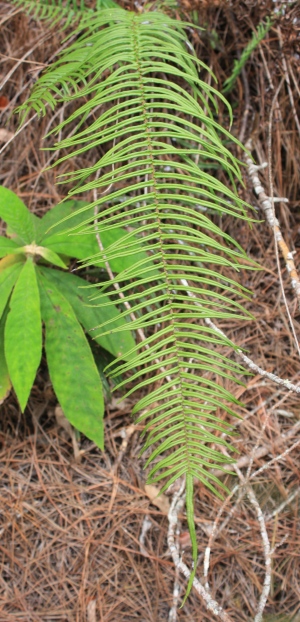 Pteris longifolia