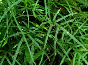 Pteris multifida