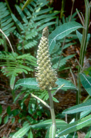 Pterocaulon pycnostachyum