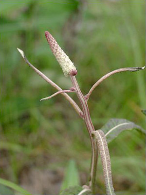 Pterocaulon pycnostachyum