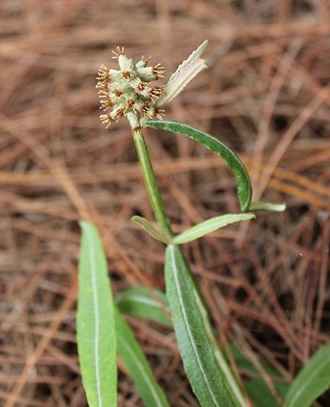 Pterocaulon pycnostachyum