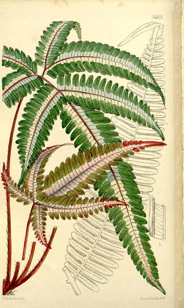 Pteris quadriaurita