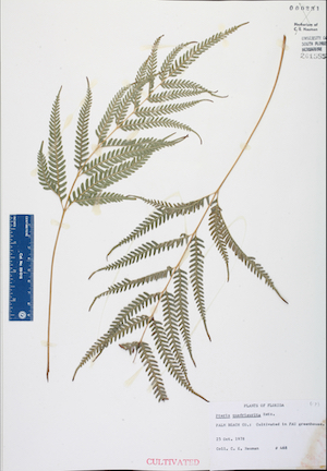 Pteris quadriaurita