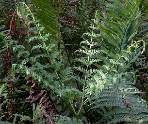 Pteris tripartita