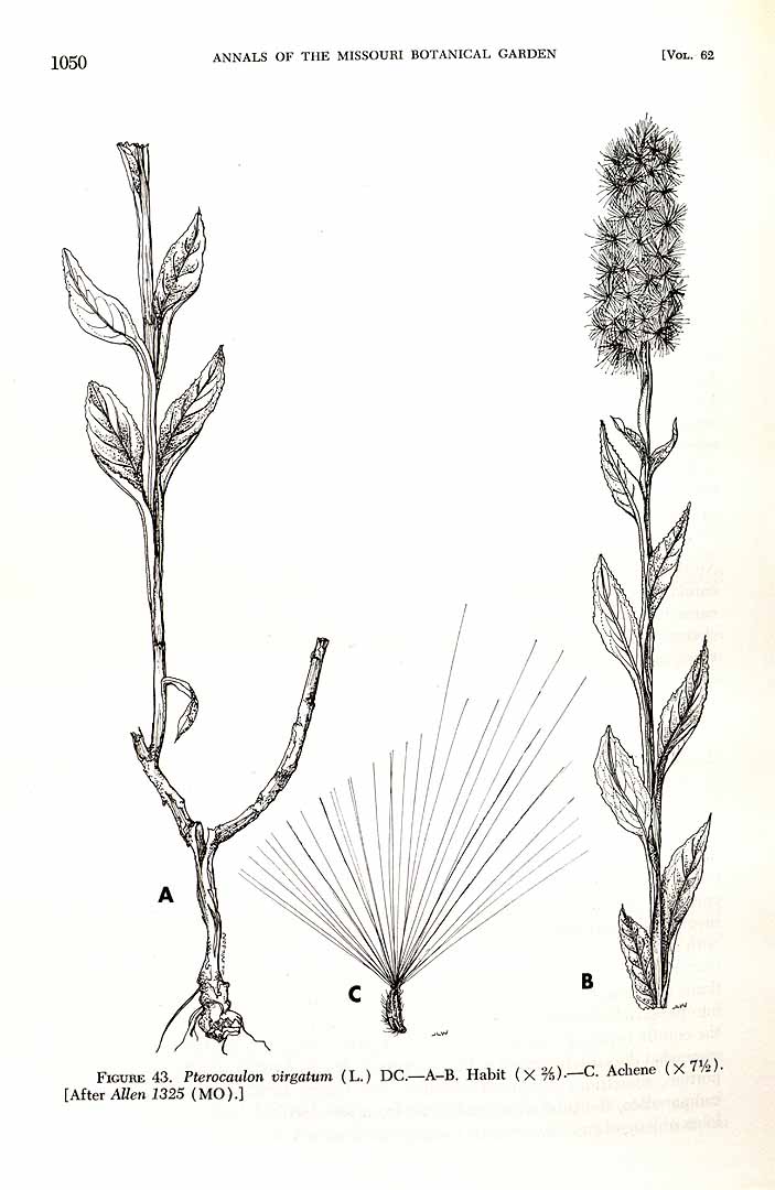 Pterocaulon virgatum