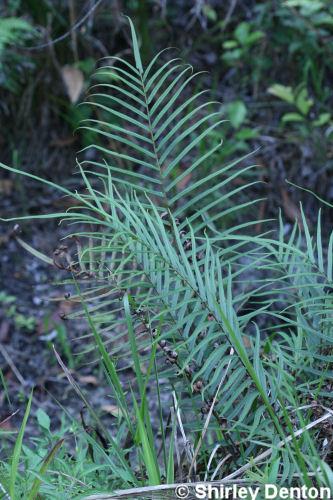 Pteris vittata