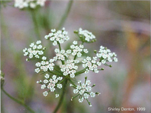 Ptilimnium capillaceum