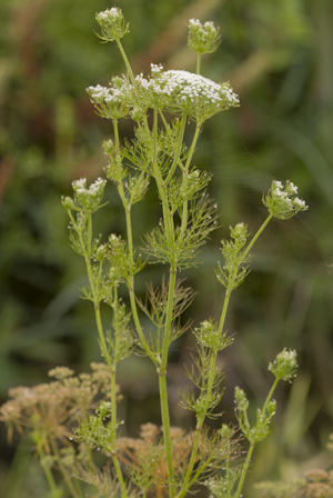 Ptilimnium capillaceum