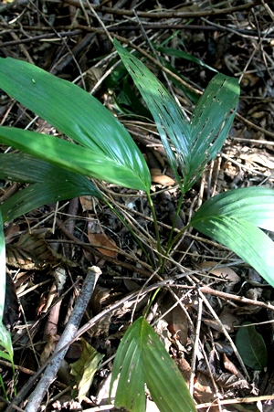 Ptychosperma elegans