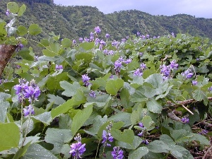 Pueraria montana