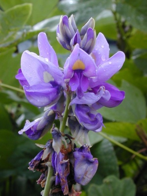 Pueraria montana