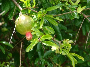 Punica granatum