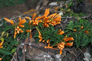 Pyrostegia venusta