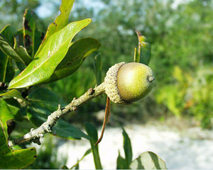 Quercus chapmanii