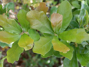 Quercus chapmanii