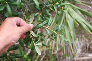 Quercus geminata