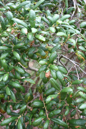 Quercus geminata