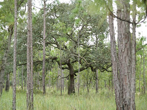 Quercus geminata