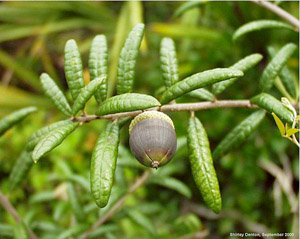 Quercus geminata