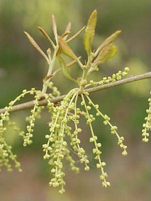 Quercus geminata