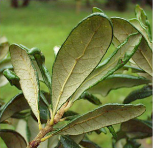 Quercus geminata