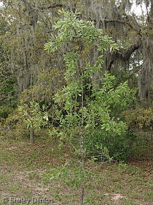Quercus incana