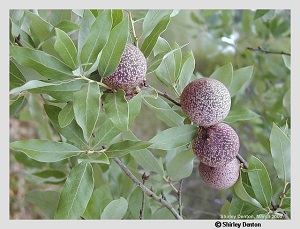 Quercus incana