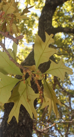 Quercus laevis