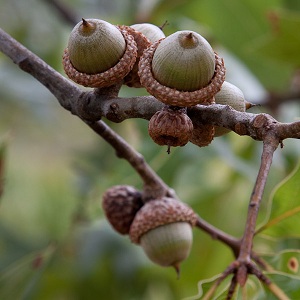 Quercus laevis