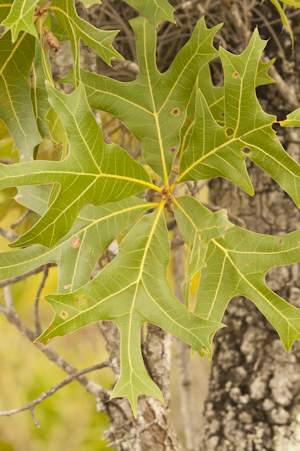 Quercus laevis