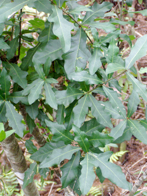 Quercus laurifolia