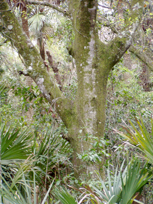 Quercus laurifolia